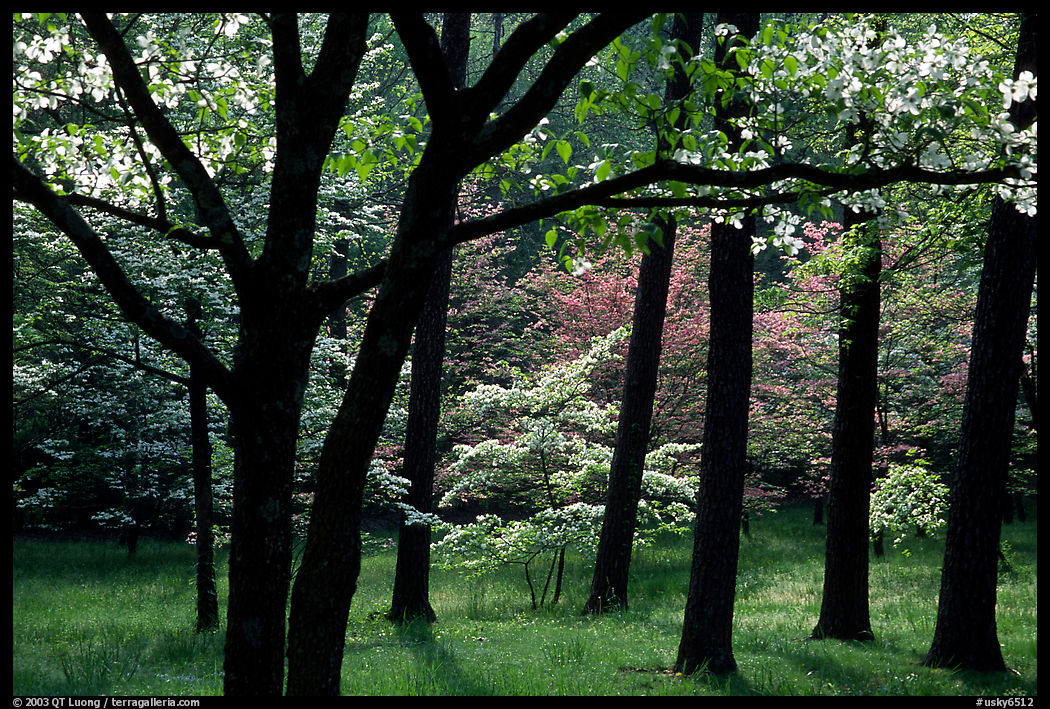 White and pink trees in bloom, Bernheim arboretum. Kentucky, USA