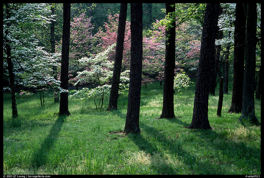 White and pink trees in bloom, Bernheim arboretum. Kentucky, USA