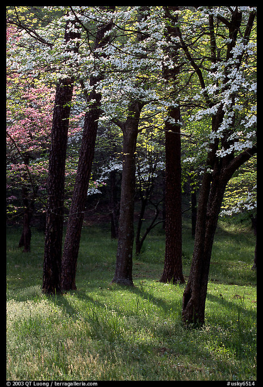White and pink trees in bloom, Bernheim arboretum. Kentucky, USA