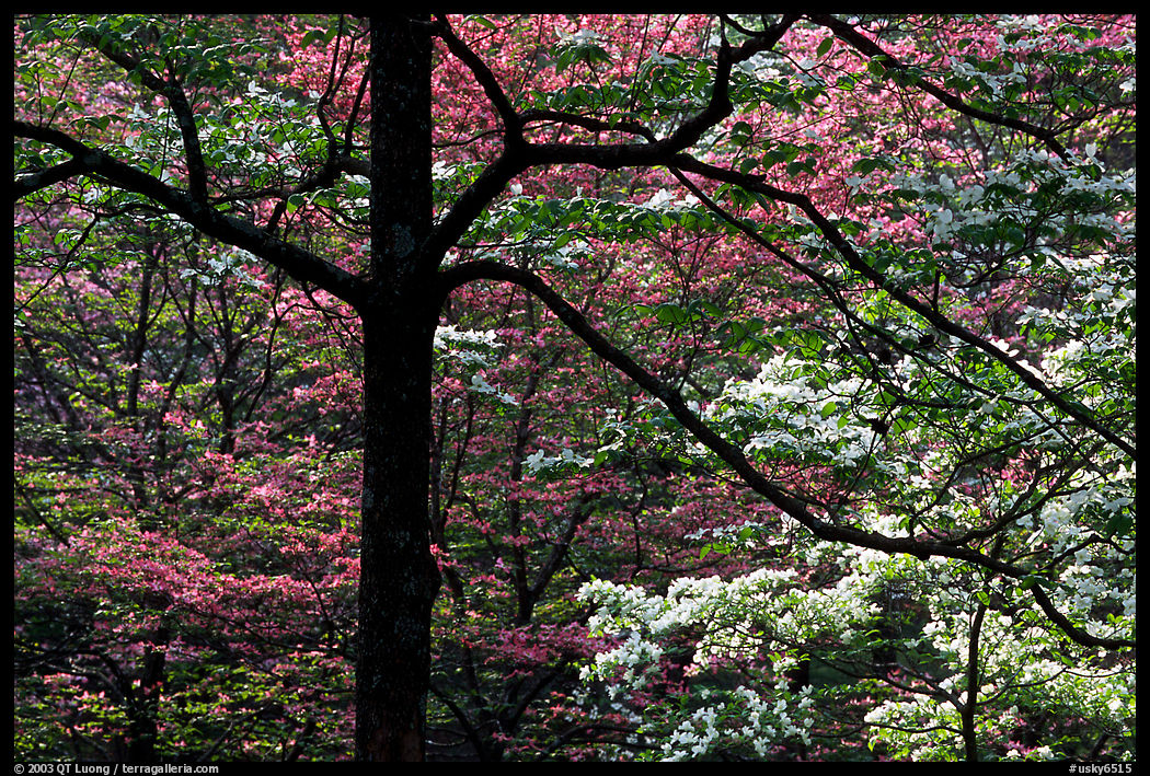 Pink and white trees  in bloom, Bernheim arboretum. Kentucky, USA