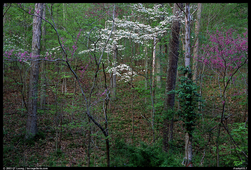 Redbud and Dogwood, Bernheim forest. Kentucky, USA