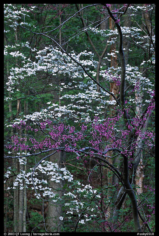 Redbud and Dogwood, Bernheim forest. Kentucky, USA