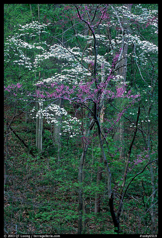 Redbud and Dogwood, Bernheim forest. Kentucky, USA