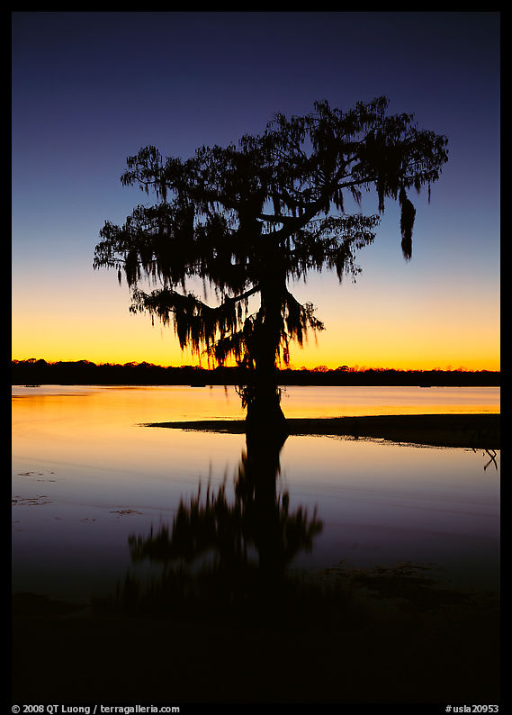 Bald cypress silhouetted at sunset, Lake Martin. Louisiana, USA