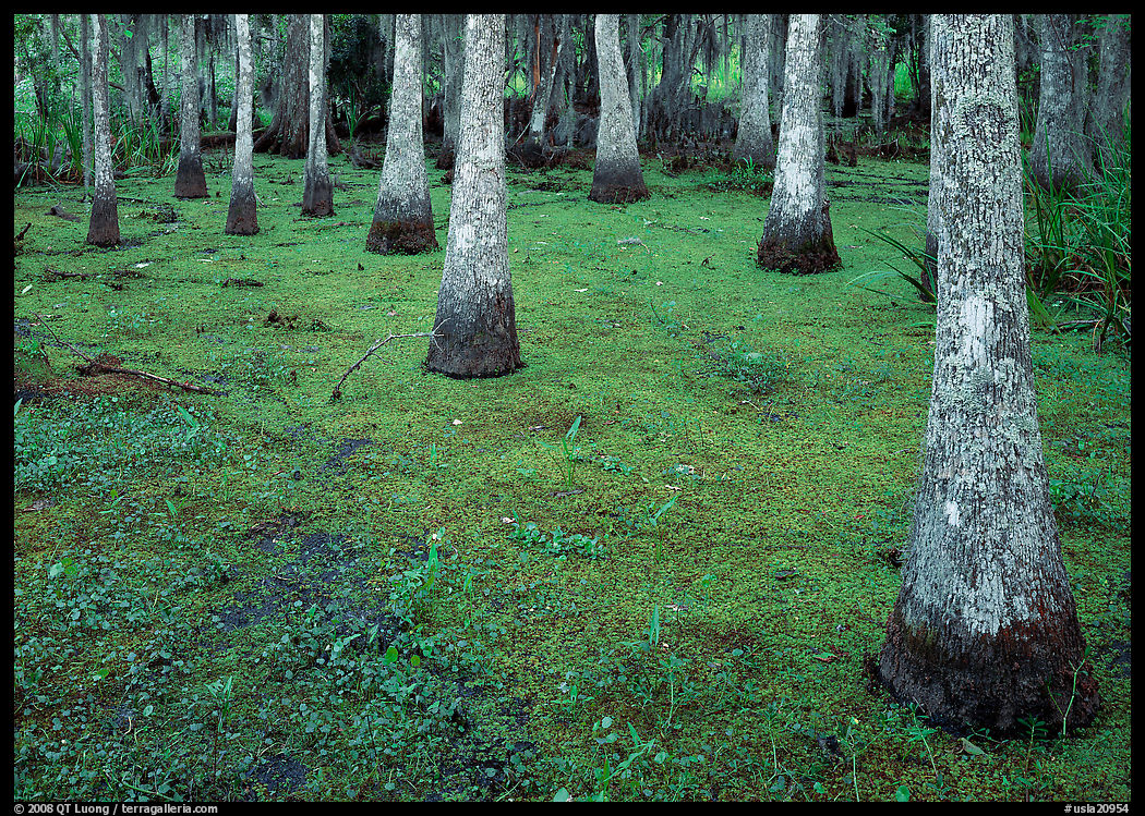 Cypress growing in vegetation-covered swamp, Jean Lafitte Historical Park and Preserve, New Orleans. New Orleans, Louisiana, USA