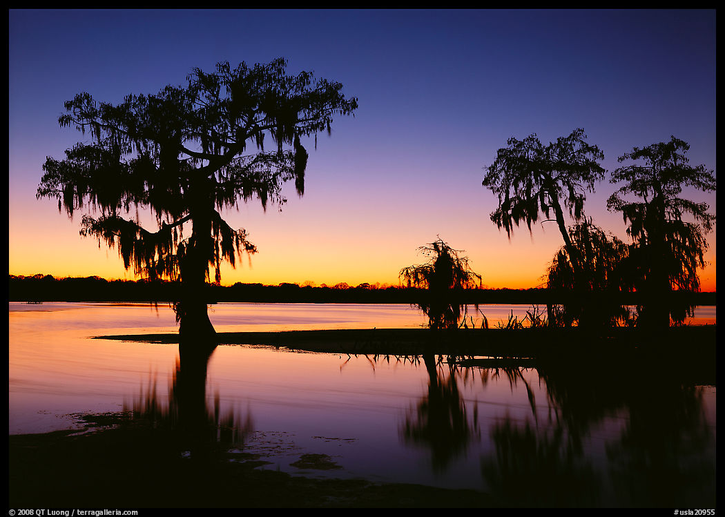 Bald Cypress at sunset on Lake Martin. Louisiana, USA
