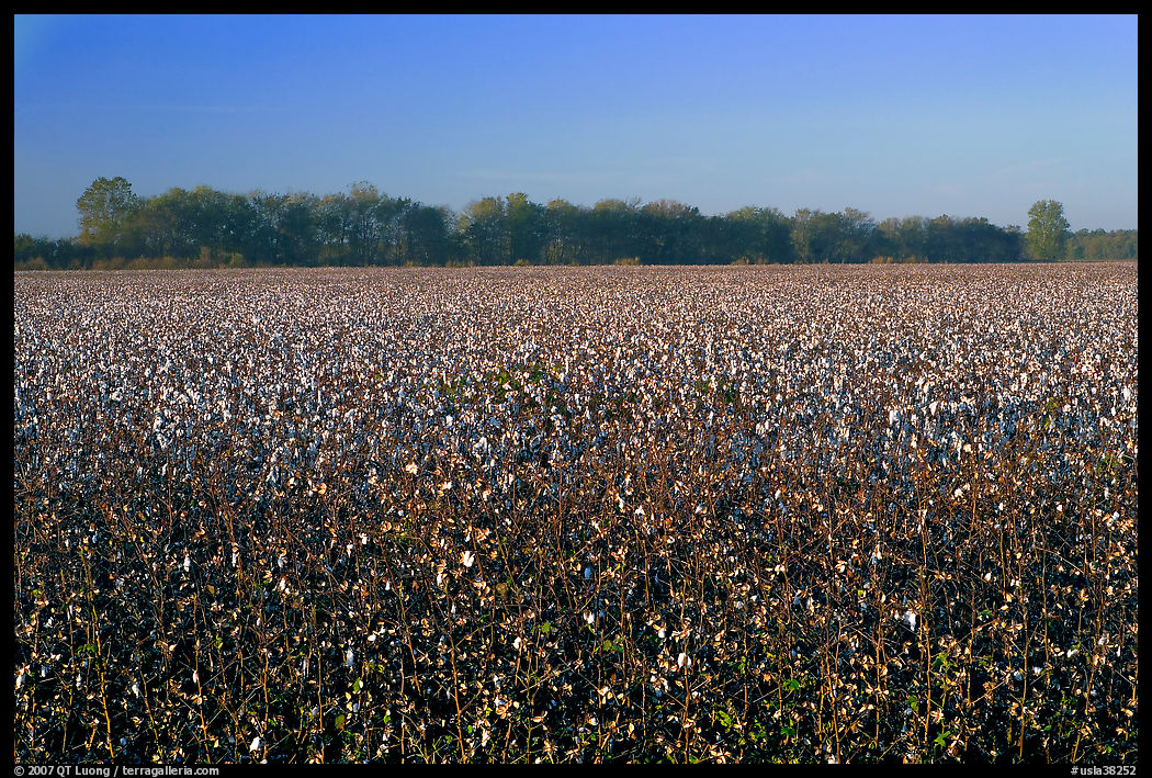 Cotton field. Louisiana, USA