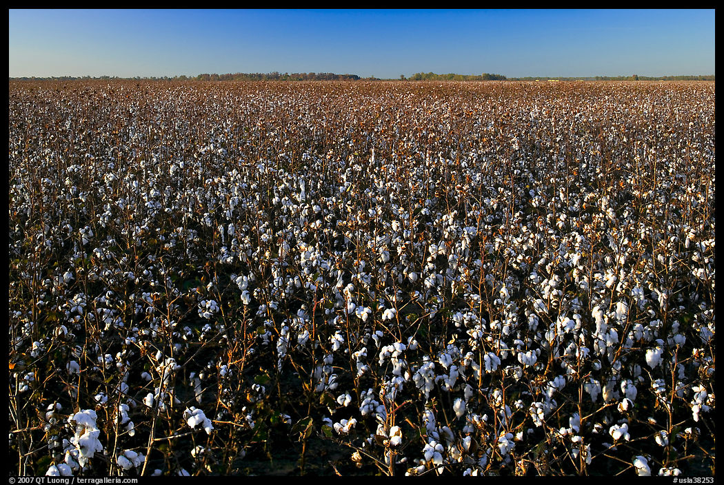Field of cotton. Louisiana, USA