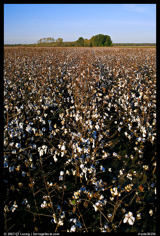 Cotton nearly ready for harvest. Louisiana, USA