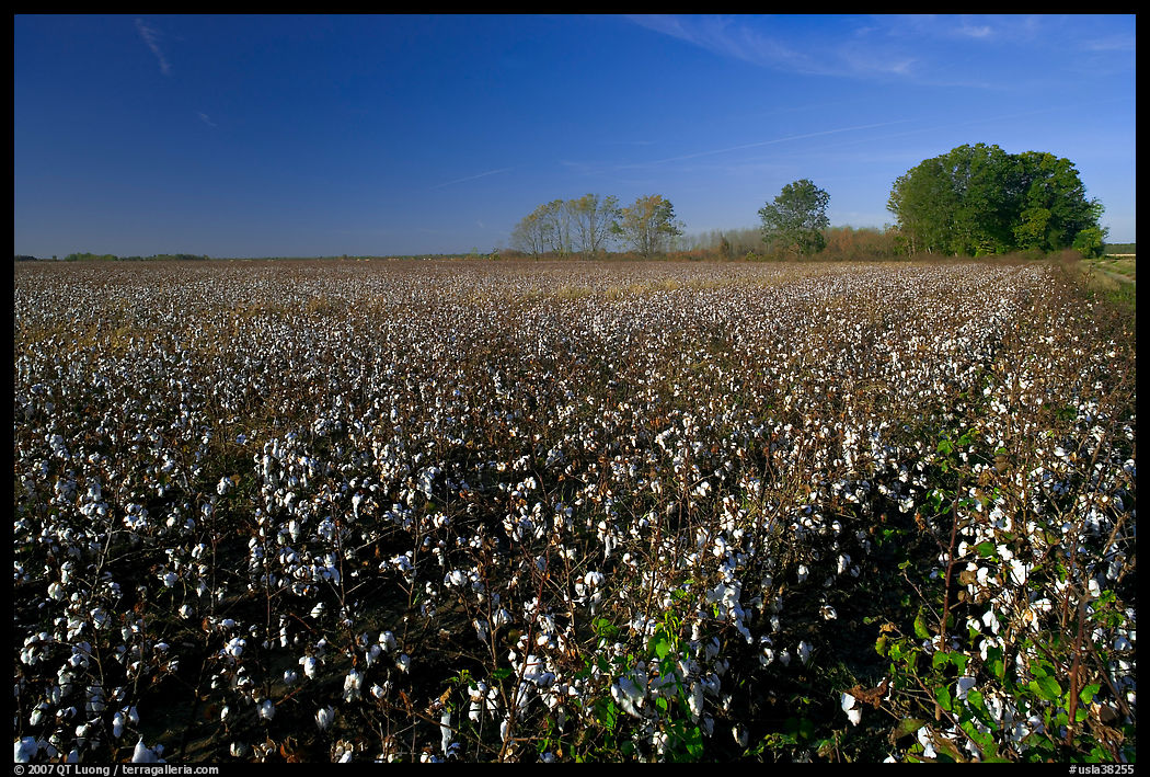 Rows of cotton plants. Louisiana, USA