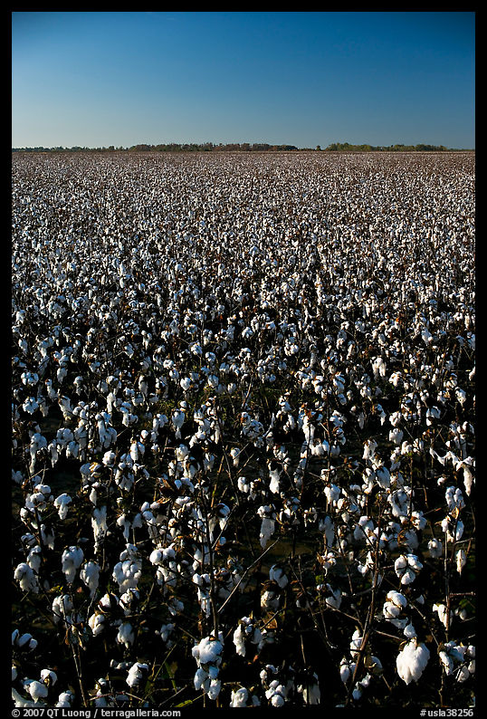 Cotton plants in field. Louisiana, USA