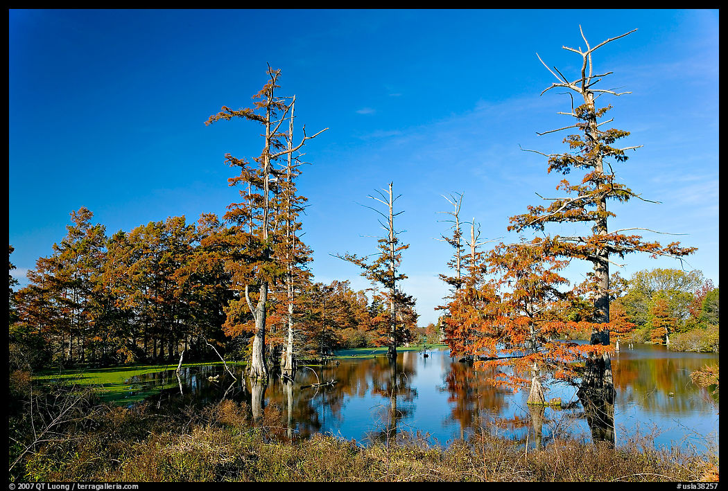 Pond and bald cypress in fall color. Louisiana, USA