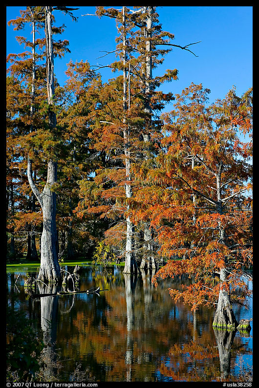 Bald cypress in fall color. Louisiana, USA