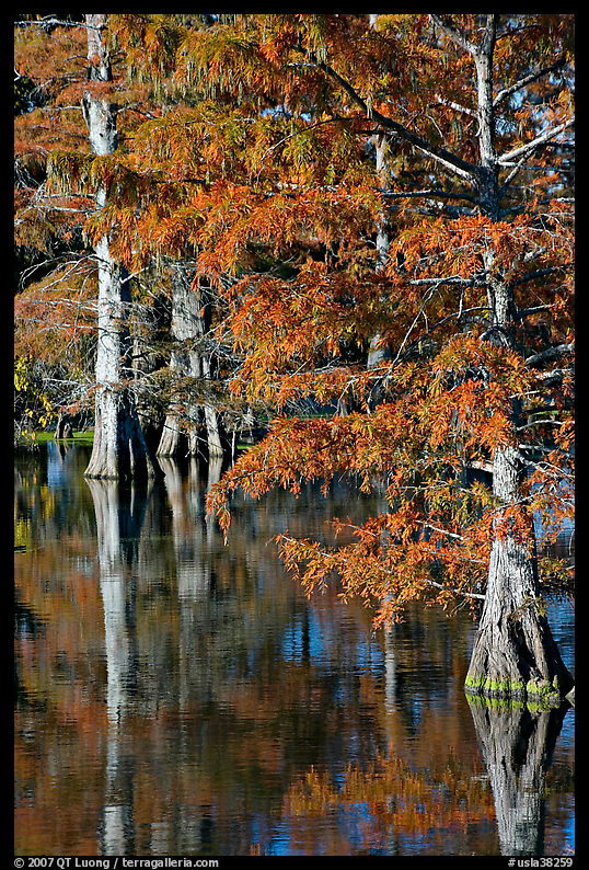 Bald cypress with needles in fall color. Louisiana, USA
