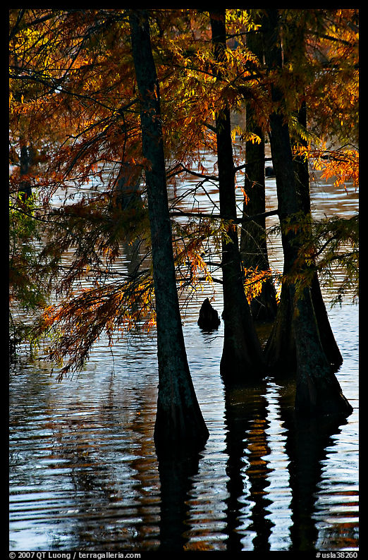Pond and backlit cypress leaves in autumn color. Louisiana, USA
