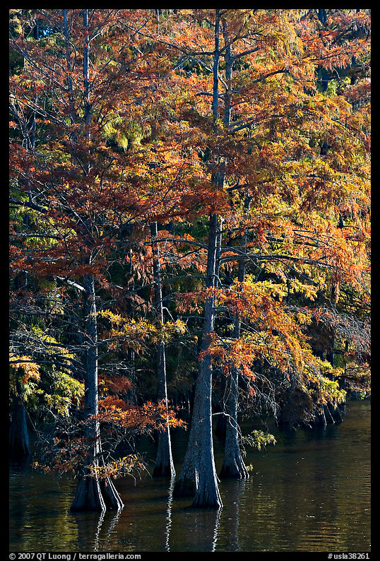 Cypress with needles in fall color. Louisiana, USA