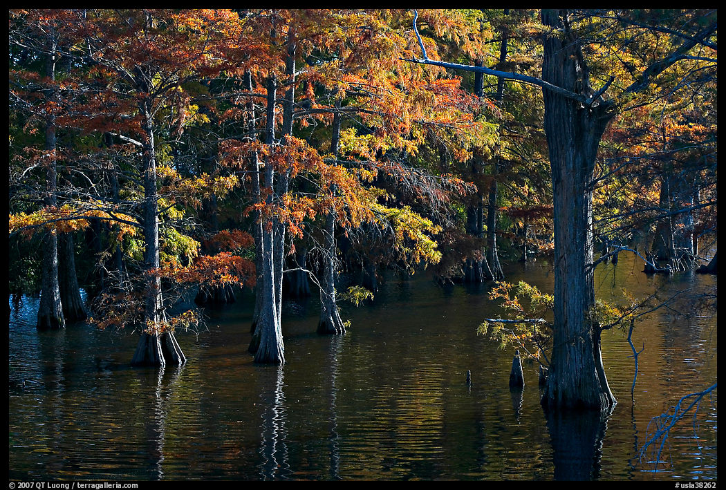 Swamp and cypress with needles in fall color. Louisiana, USA