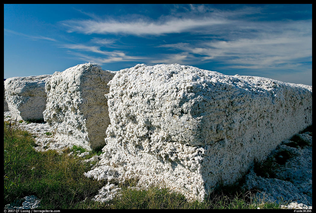 Cotton modules. Louisiana, USA