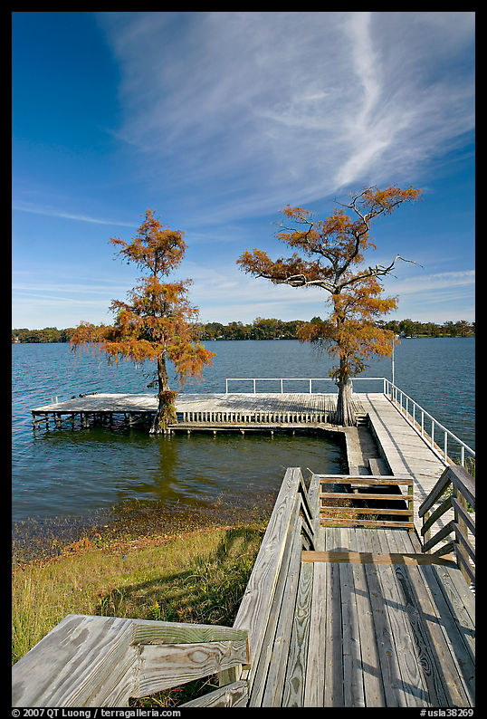 Deck and bald cypress on Lake Providence. Louisiana, USA