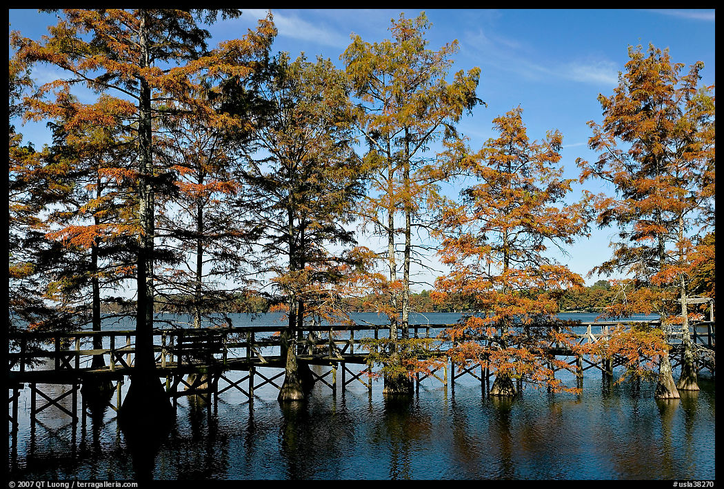 Boardwalk and bald cypress on Lake Providence. Louisiana, USA