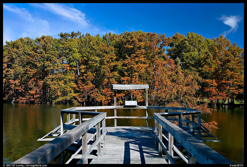 Boardwalk and cypress,  Lake Providence. Louisiana, USA