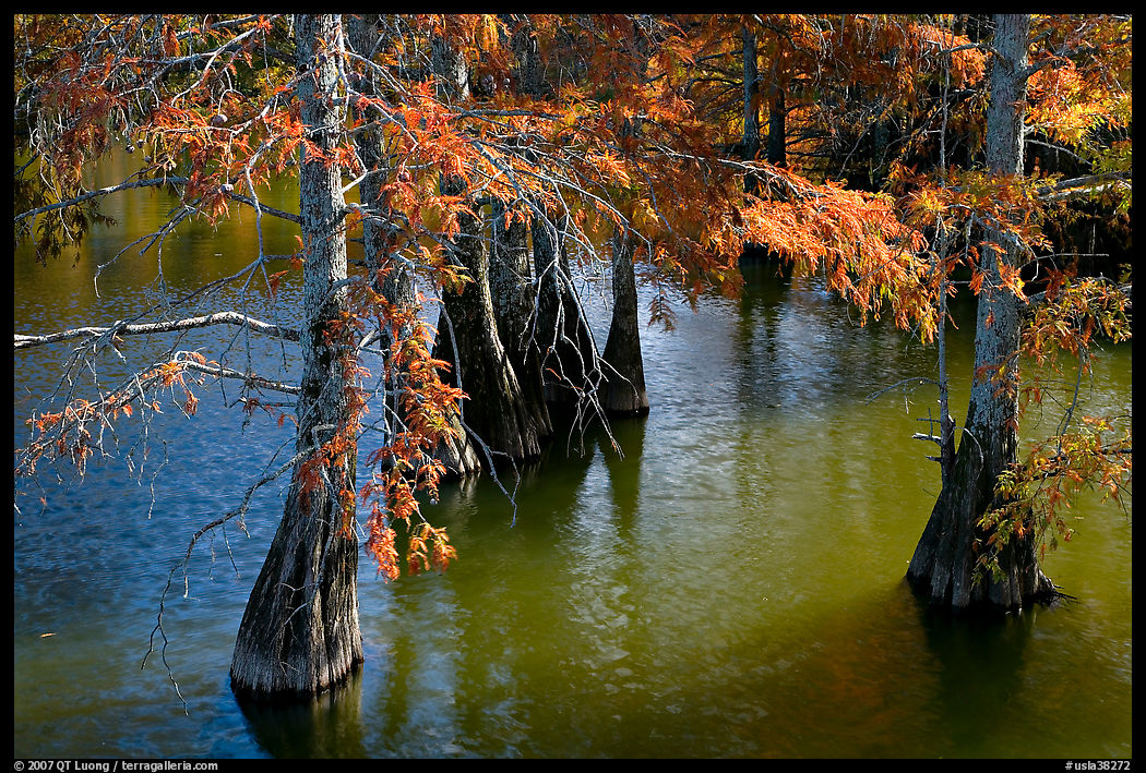 Cypress in fall colors, Lake Providence. Louisiana, USA