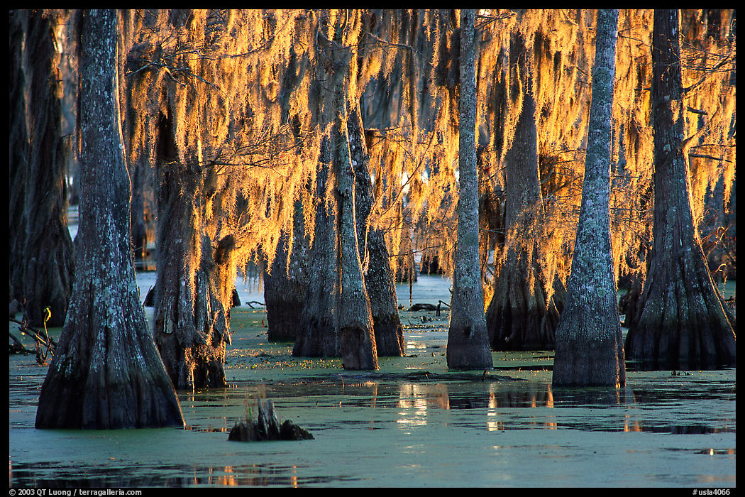 Bald Cypress covered with spanish moss, Lake Martin. Louisiana, USA