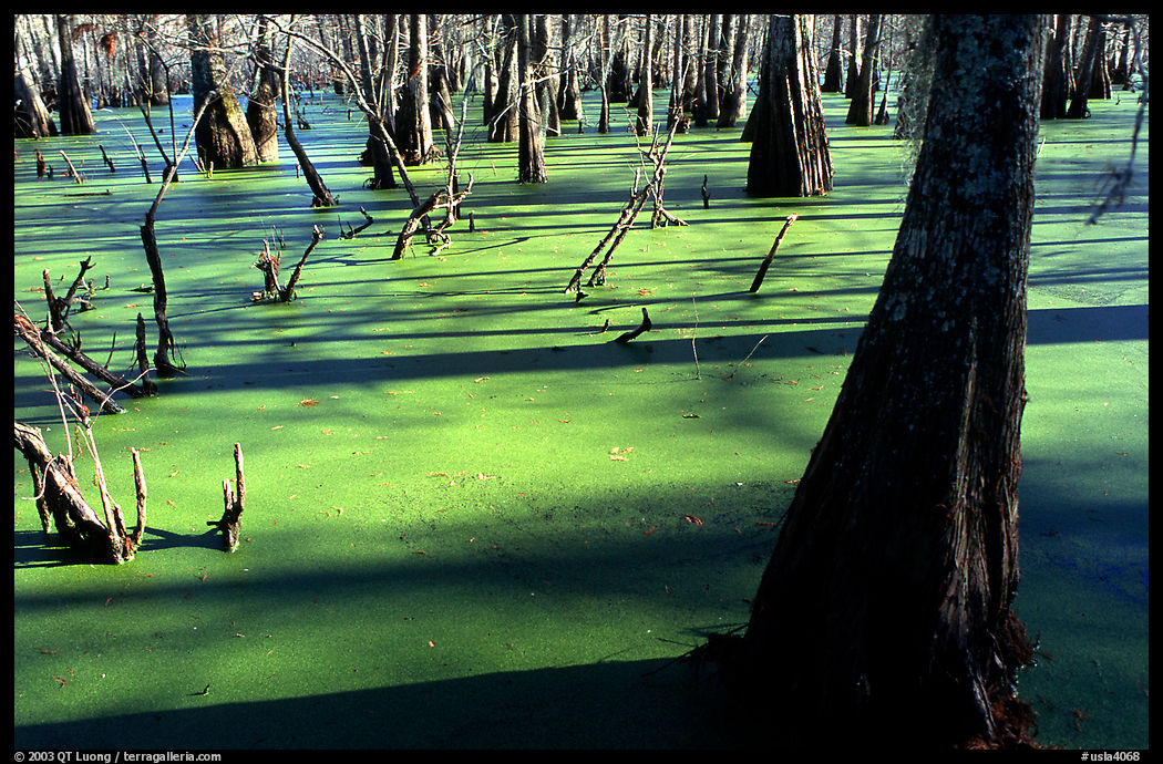 Bald Cypress growing out of the green waters of the swamp, Lake Martin. Louisiana, USA