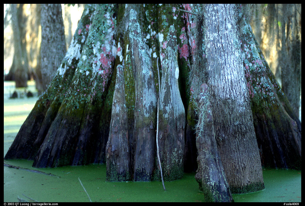 Bald Cypress trunks, Lake Martin. Louisiana, USA