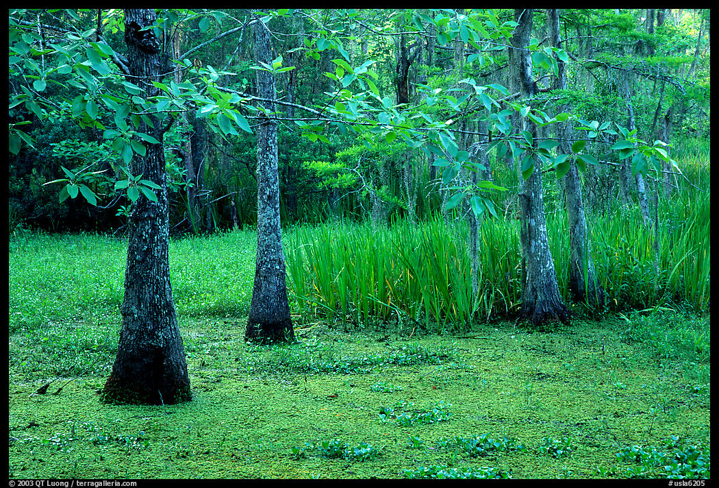 Bald cypress and swamp in spring, Jacques Laffite Park. New Orleans, Louisiana, USA