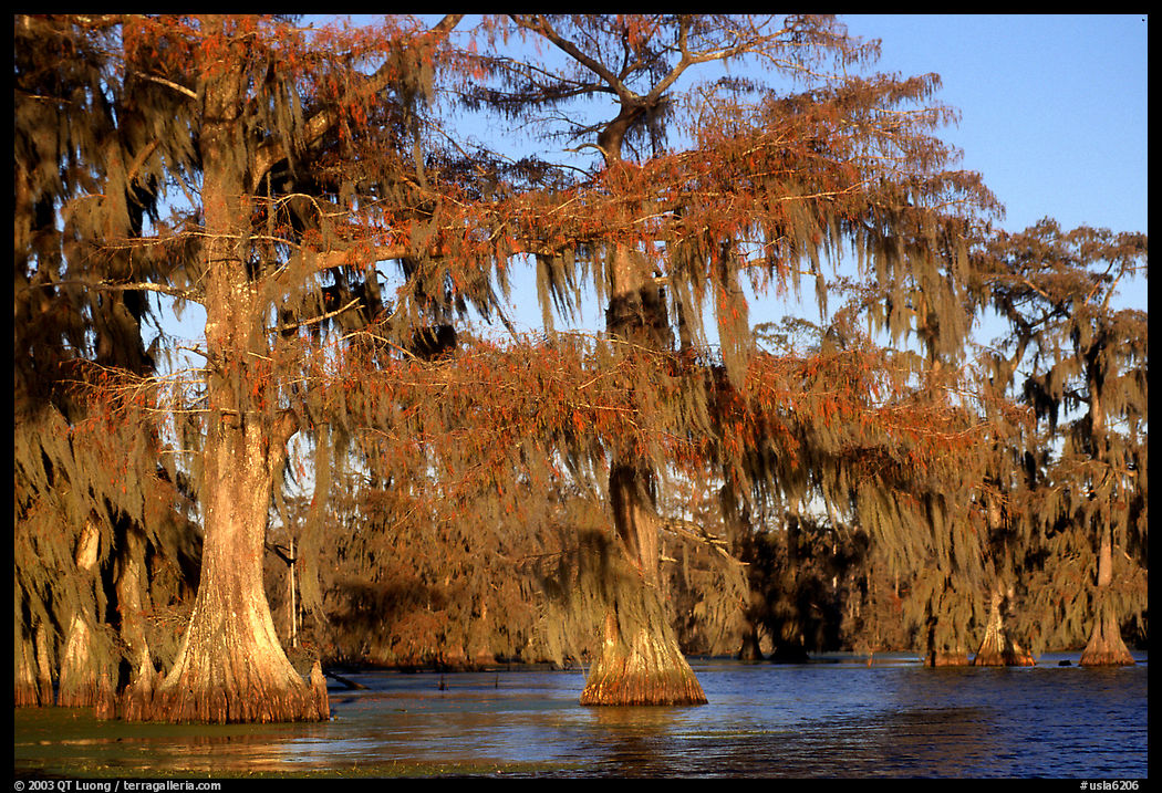 Bald cypress, late afternoon, Lake Martin. Louisiana, USA
