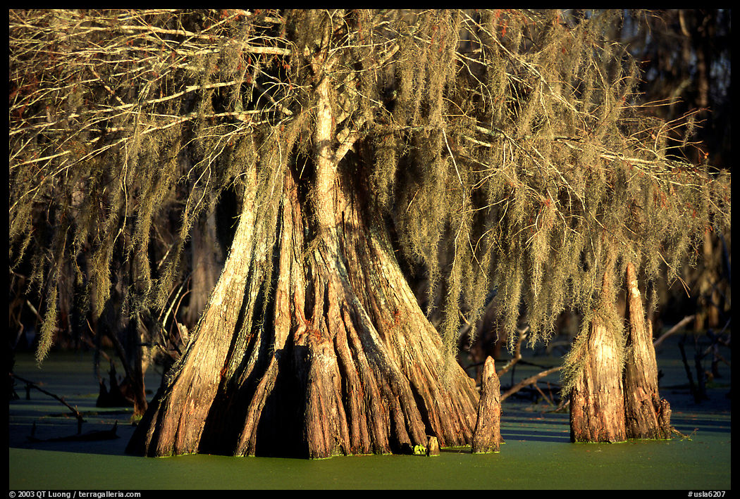 Big bald cypress tress, Lake Martin. Louisiana, USA