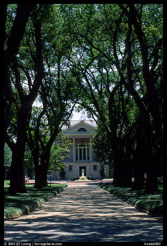 Tree alley leading to a Plantation house. Louisiana, USA