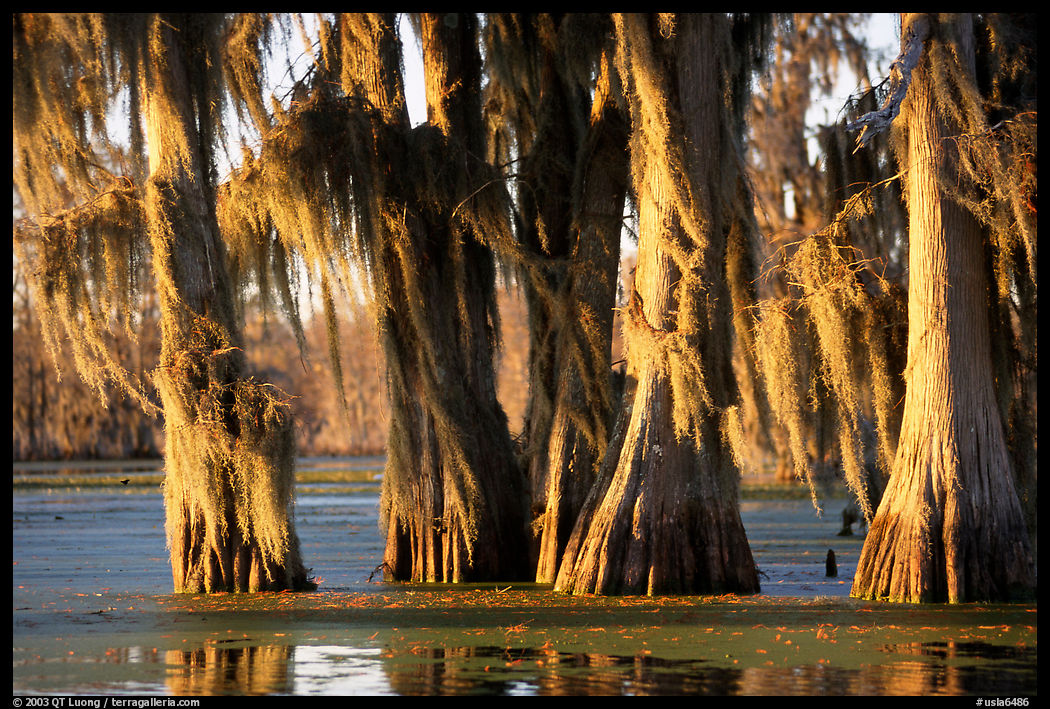 Trees covered by Spanish Moss at sunset, Lake Martin. Louisiana, USA