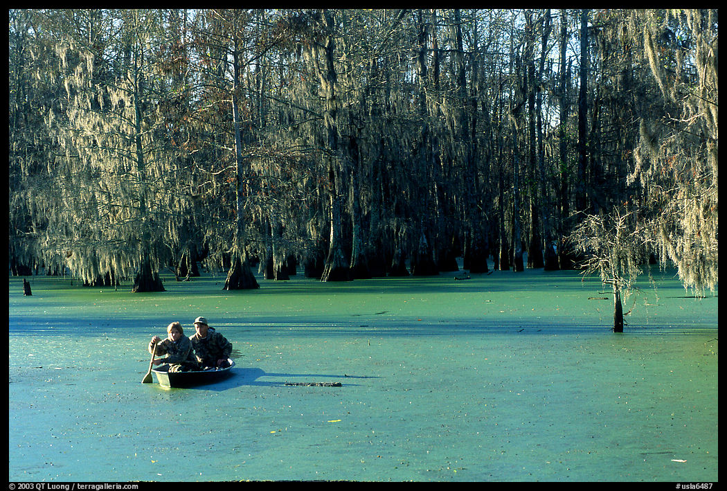 Boat on the swamp, Lake Martin. Louisiana, USA