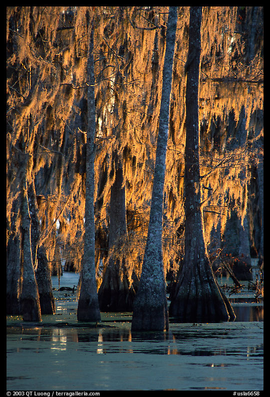 Bald cypress trees covered with Spanish mosst, Lake Martin. Louisiana, USA
