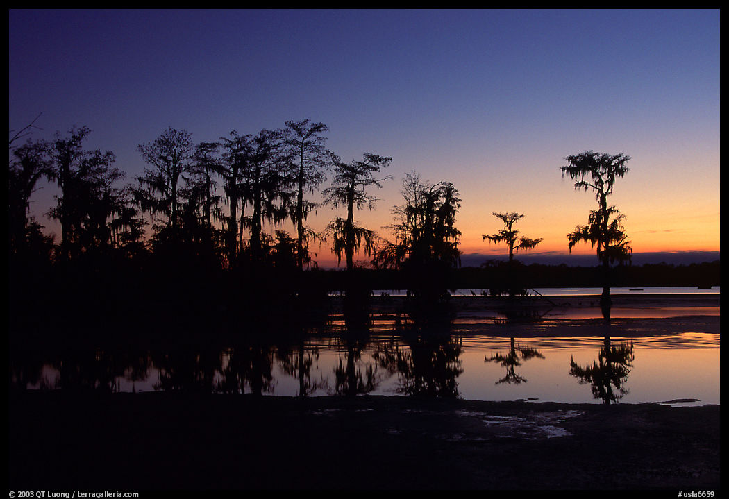 Cypress trees reflected in a pond, Lake Martin. Louisiana, USA