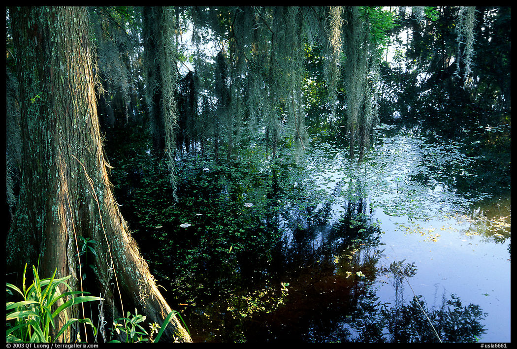 Cypress and reflections, Lake Martin. Louisiana, USA