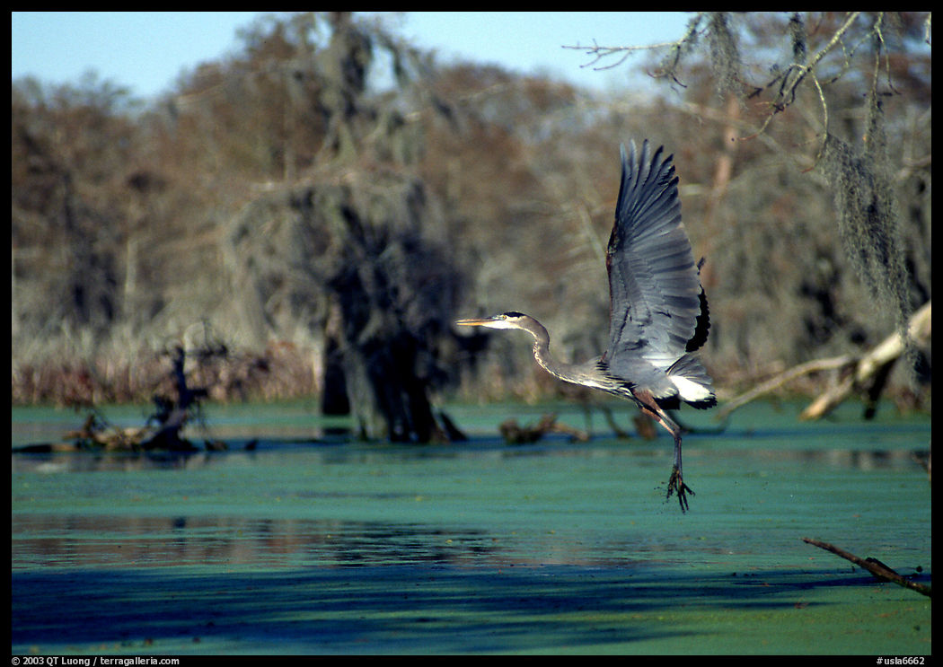 Bird landing, Lake Martin. Louisiana, USA