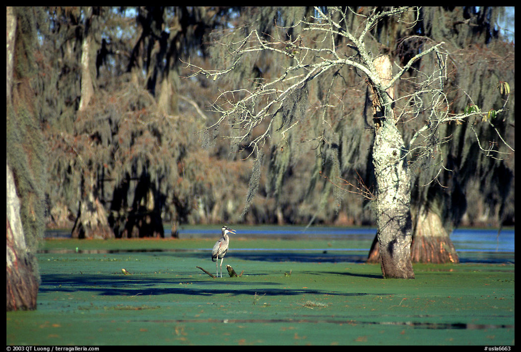 Bird in the swamp, Lake Martin. Louisiana, USA
