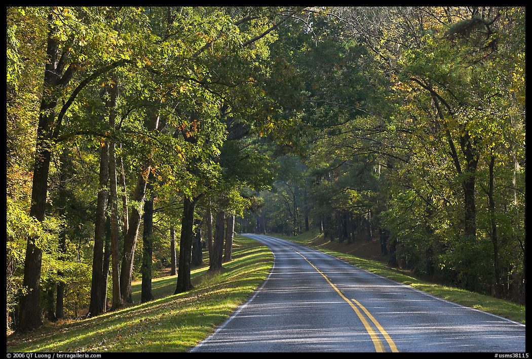 Roadway in forest. Natchez Trace Parkway, Mississippi, USA
