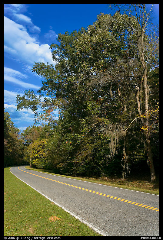 Road turn with trees and Spanish Moss. Natchez Trace Parkway, Mississippi, USA