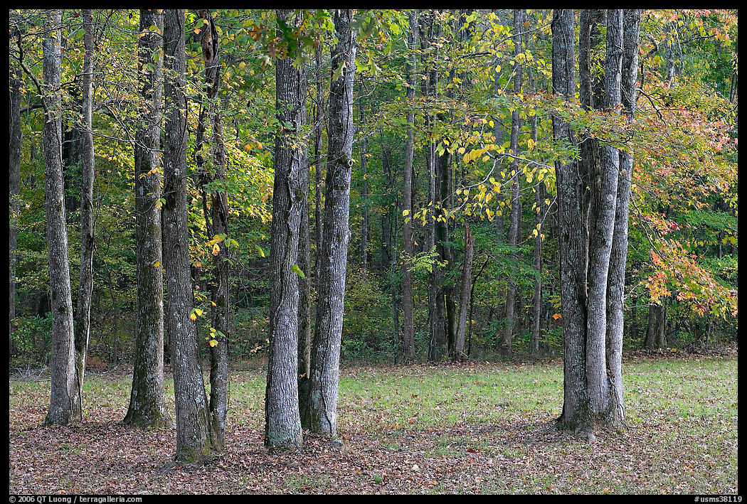 Trees in fall. Natchez Trace Parkway, Mississippi, USA