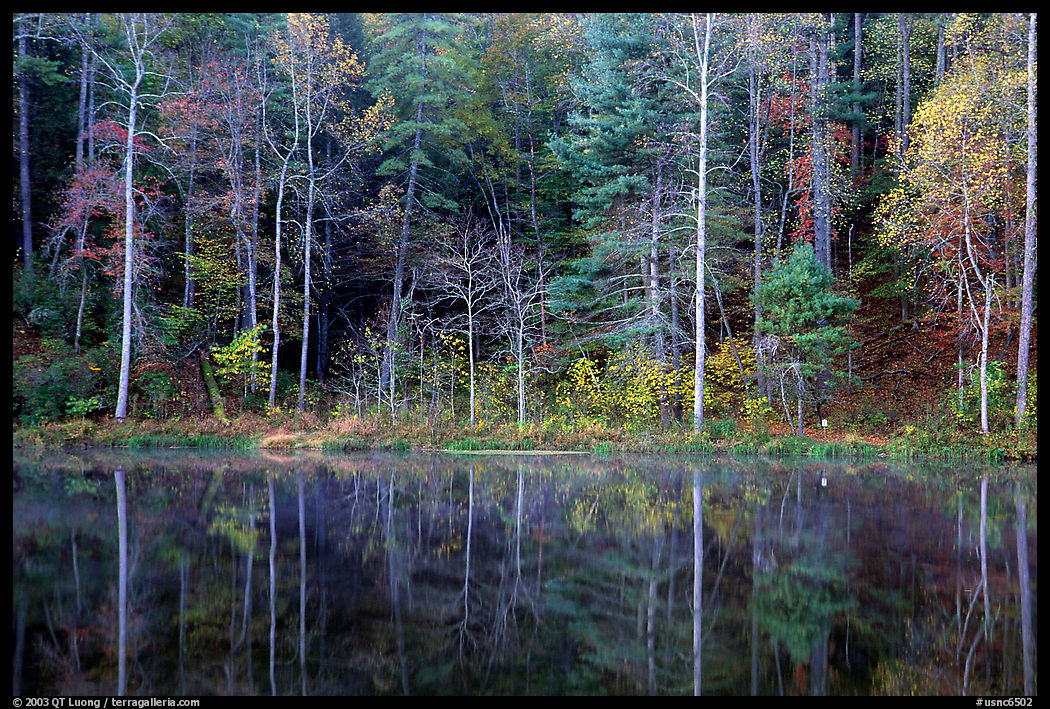 Trees in fall colors reflected in a pond, Blue Ridge Parkway. Virginia, USA