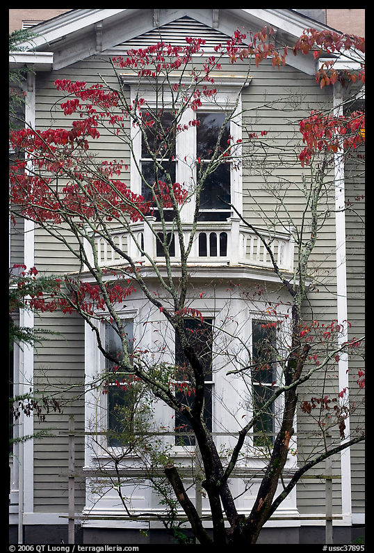 Tree in fall color and house. Columbia, South Carolina, USA