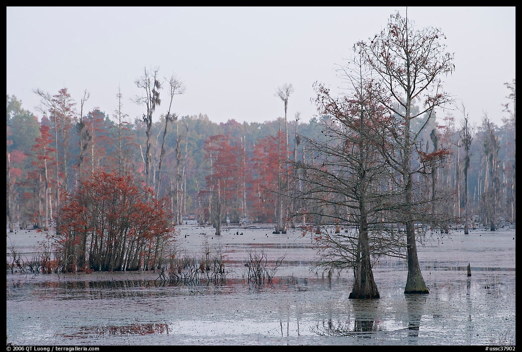 Swamp with bald cypress at dawn. South Carolina, USA