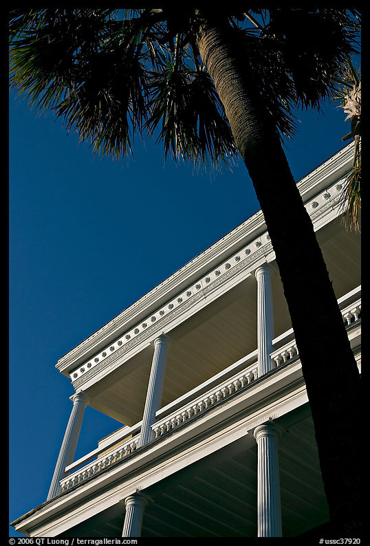 Palm tree and facade with columns, looking upwards. Charleston, South Carolina, USA