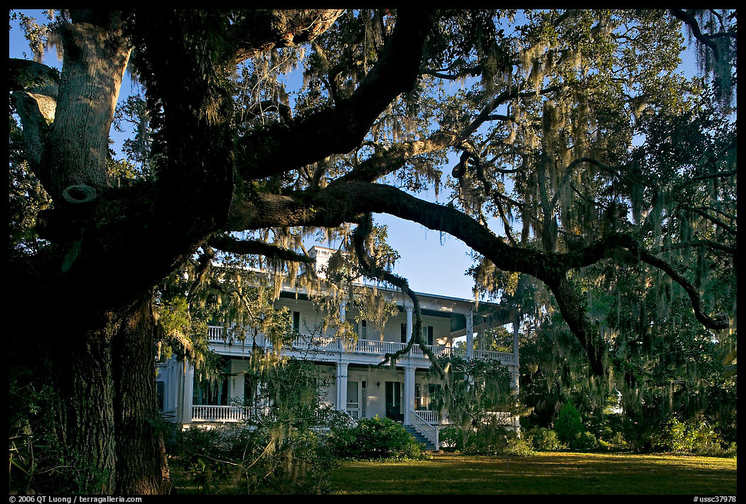Huge live oak tree and house. Beaufort, South Carolina, USA