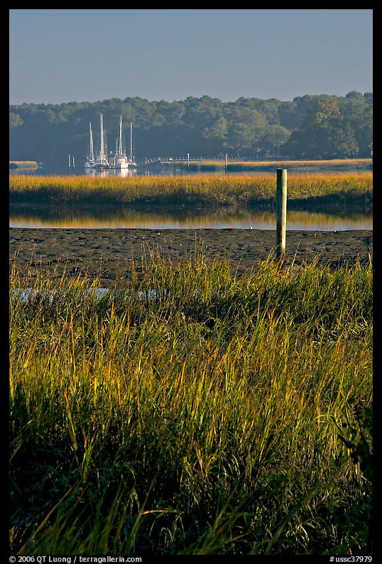 Grasses and yachts in Beaufort bay, early morning. Beaufort, South Carolina, USA