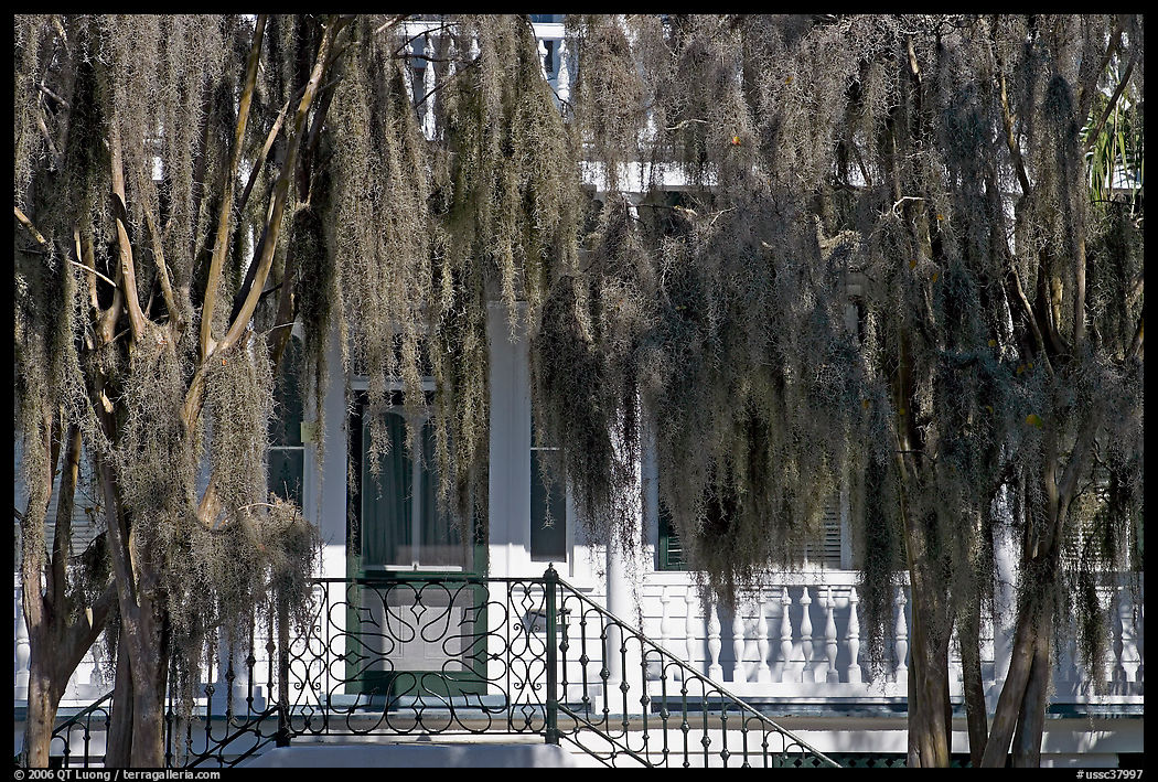 Spanish moss and house. Beaufort, South Carolina, USA